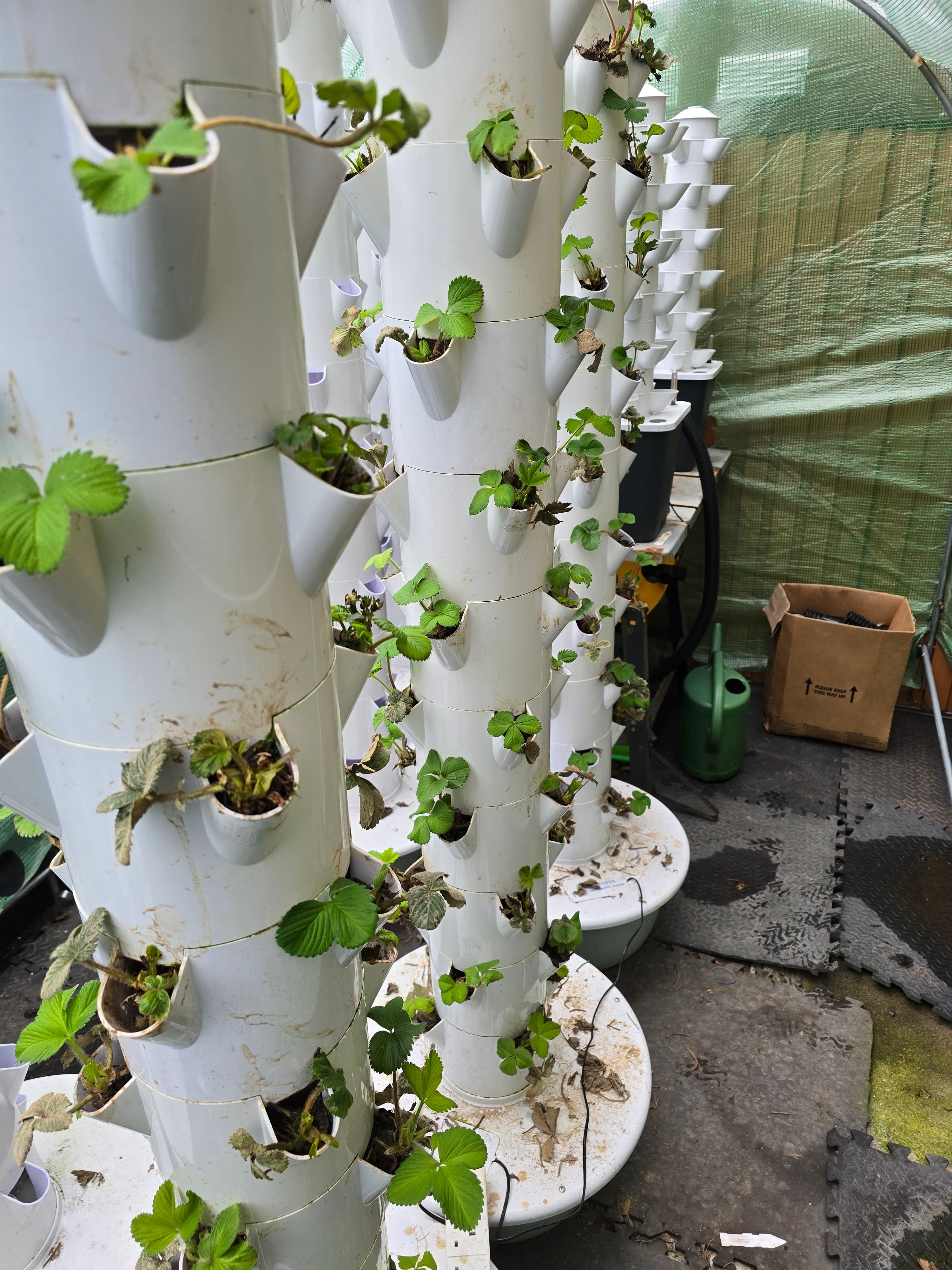 Vertical white hydroponic towers with young green strawberry plants growing in a greenhouse.